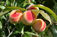 Prunus persica - Peach Hungary.jpg