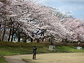 Prunus sp in Takaoka Kojo Park 02.jpg