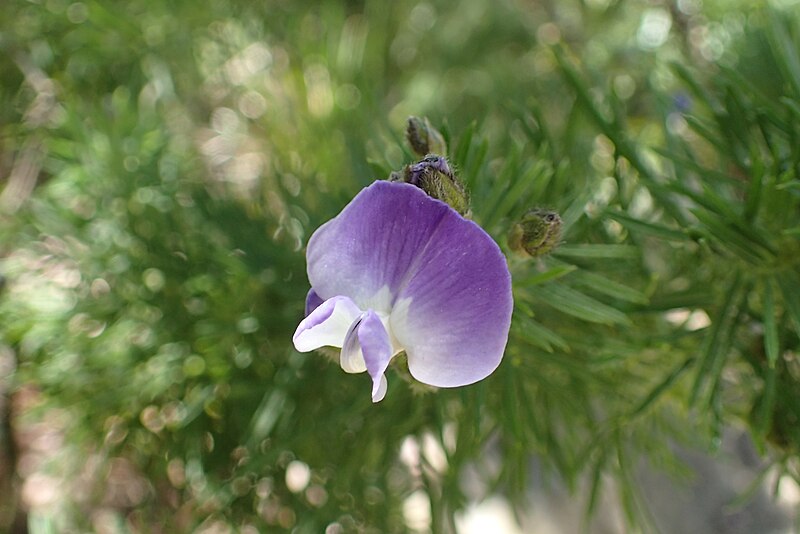 File:Psoralea pinnata kz04.jpg