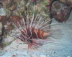 Clearfin Lionfish Pterois radiata