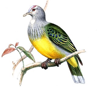 <span class="mw-page-title-main">Raiatea fruit-dove</span> Subspecies of bird