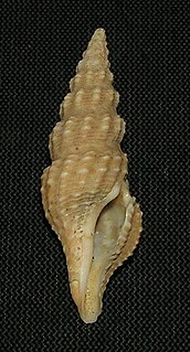 <i>Ptychobela zebra</i>