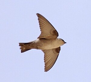 Desert tern