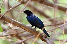 Binafsha tomoqli Cuckooshrike, Sakaniya, DRC (10780083663) .jpg