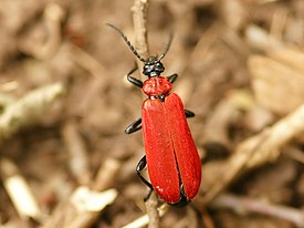 Pyrochroa coccinea