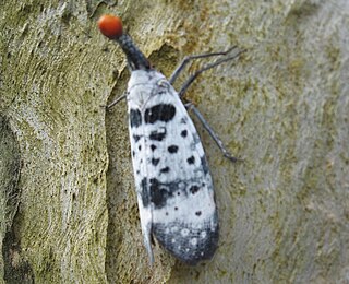 <i>Pyrops clavatus</i> Species of true bug