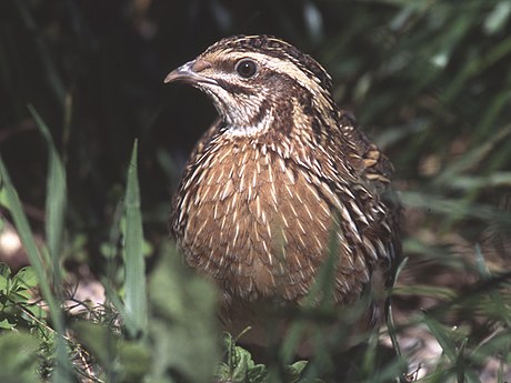 Coturnix coturnix