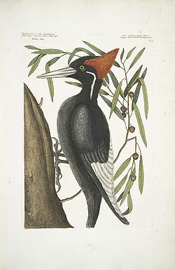 Rämetulikärki (Campephilus principalis), kuvataulu Catesbyn Natural Historysta.