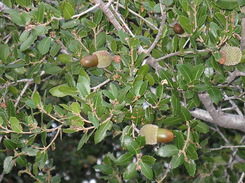 File:Quercus coccifera2.jpg