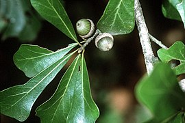 Quercus nigra USDA.jpg