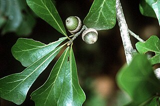 <i>Quercus nigra</i> Species of oak tree