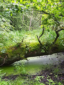 Dąb szypułkowy (Quercus robur), Kropidło wodne (Oenanthe aquatica)
