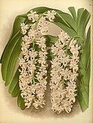 Aerides quinquevulnera