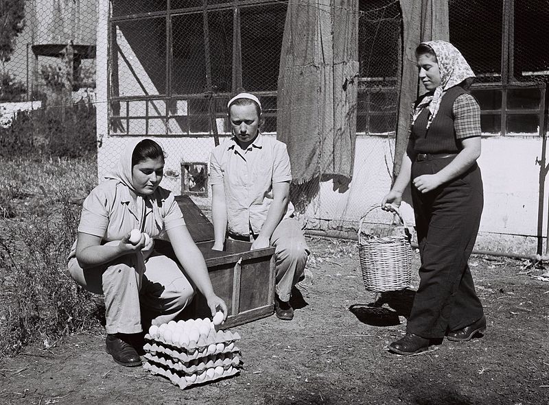 File:ROUMANIAN WAR ORPHANS WORKING IN THE CHICKEN COOP AT THE "MESHEK HAPOALOT" FARM IN PETAH TIKVA. יתומות מרומניה עובדות בלול התרנגולות בחוות "משק הפועלוD842-090.jpg