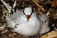 Kırmızı gagalı tropicbird (Phaethon aethereus mesonauta) ile civciv.jpg