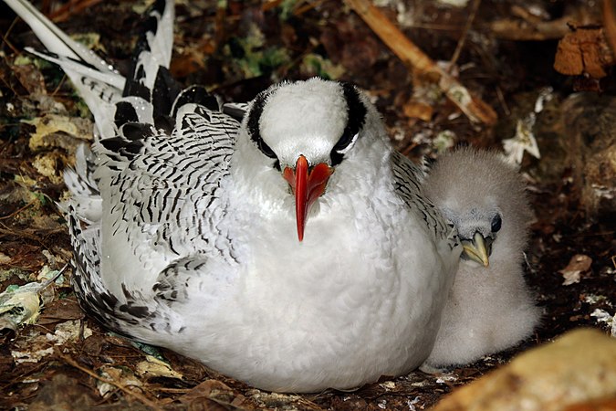 Cas Liber (submissions) proved his dominance again, with the Red-billed tropicbird being one of his two FAs, and four GAs. He also pulled in points on DYK and GAR, with six and thirteen respectively.