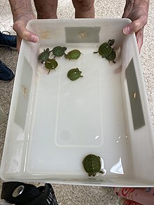 A turn of hatchlings held by a biologist in Natchez, Mississippi. Red-ear slider hatchlings.jpg