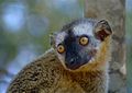 Red-fronted Brown Lemur (Eulemur rufifrons) female (9579410931).jpg