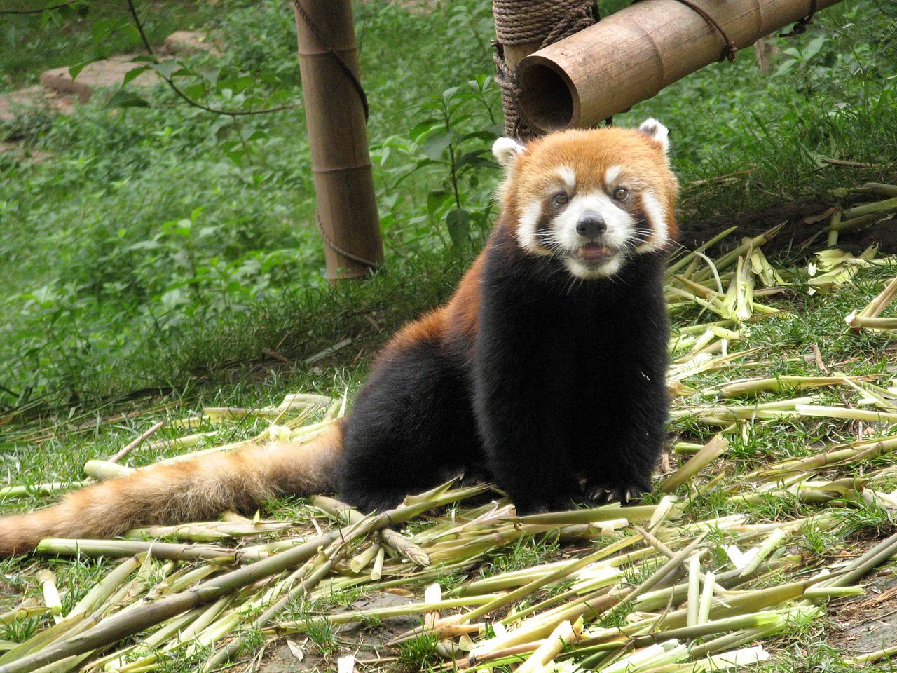 Малая панда чем питается. Малазийская Панда. Красная Панда. Красная бамбуковая Панда. Тростниковая Панда.