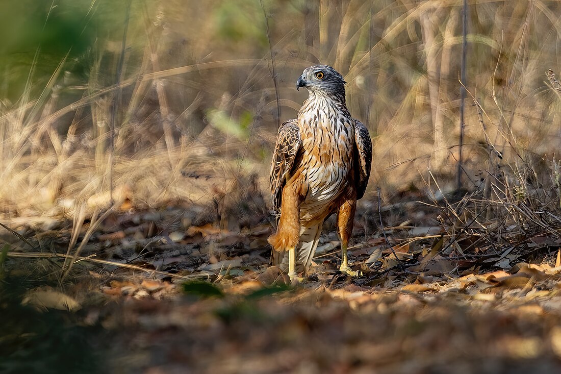 Red goshawk