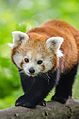 Red Panda (19387791018).jpg