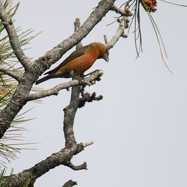 File:Red crossbill mount rushmore 7.27.23 DSC 4356.jpg