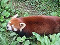 Panda merah dari atas di zoo