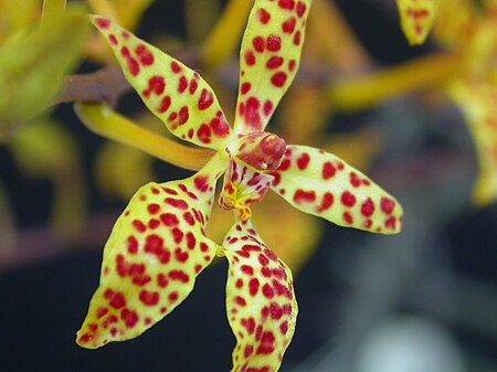 Renanthera monachica