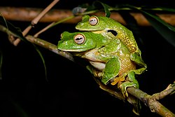 Mating Rhacophorus kio Rhacophorus kio - mating.jpg