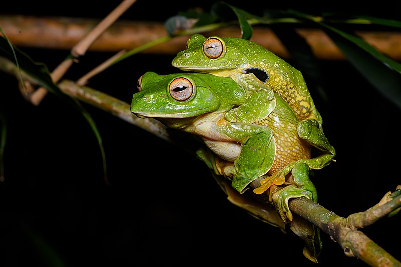 File:Rhacophorus kio - mating.jpg