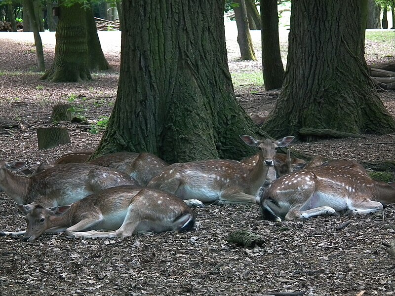 File:Rheingönheim ruhende Damhirschgruppe.JPG