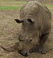 Rhino 4.jpg