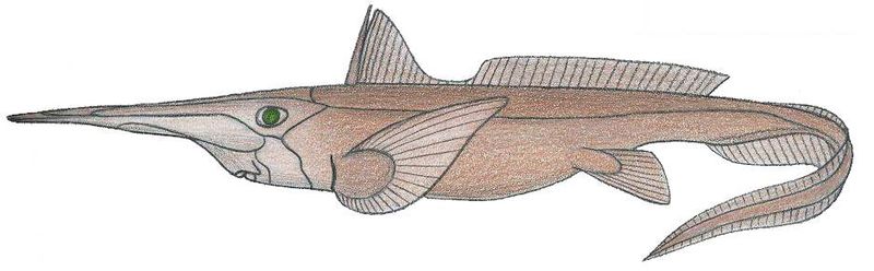 File:Rhinochimaera atl.JPG