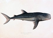 Andrew Smith, que foi o que describiu o animal, xa fixera notar a librea en dameiro do tiburón balea en 1845.