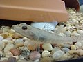 Miniatura para Ctenogobius filamentosus