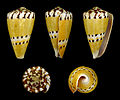 * Nomination Shell of a Weasel Cone, Rhizoconus mustelinus --Llez 08:29, 9 June 2011 (UTC) * Promotion Good quality. --Raghith 08:41, 9 June 2011 (UTC)