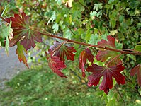 Ribes aureum - Autumn colours.JPG