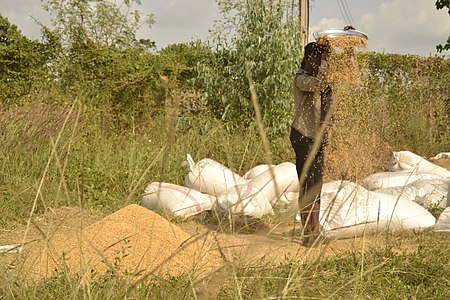winnowing of threshed rice separates the stock from the paddy rice