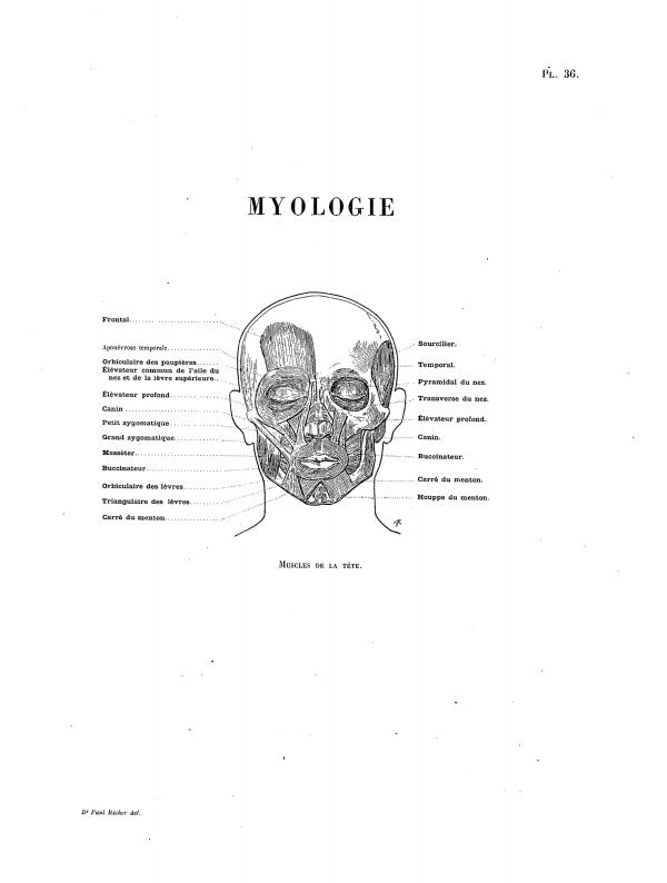 MYOLOGIE. — Muscles de la tête. Pl. 36