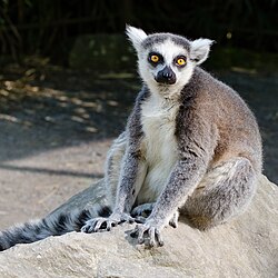 Ring-Tailed Lemur.jpg