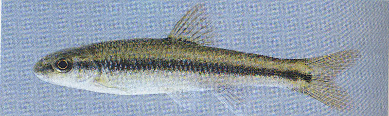 File:River chub - Nocomis micropogon.jpg