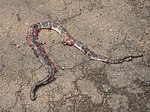 Thumbnail for File:Road kill, King cobra, Kudremukh NP, AJT Johnsingh.jpg