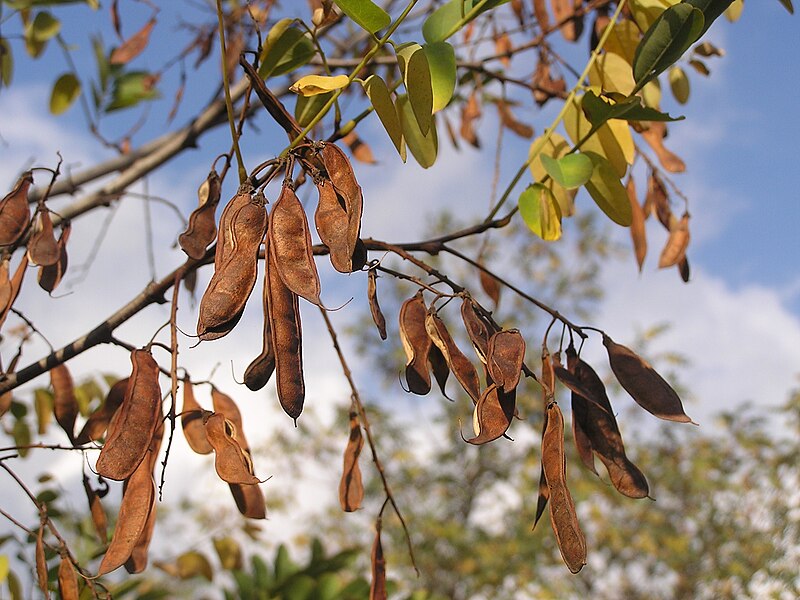 File:Robinia pseudoacacia fruits.jpg