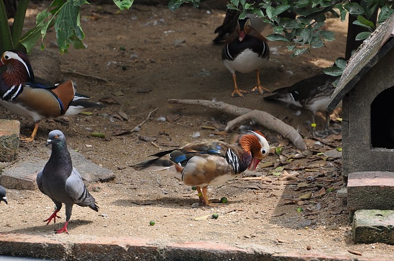 Rock Dove & Mandarin Duck (12340736874).jpg