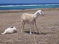 Sheep on Rodrigues island