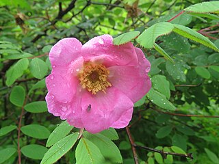 <i>Rosa macrophylla</i> Species of plant in the family Rosaceae