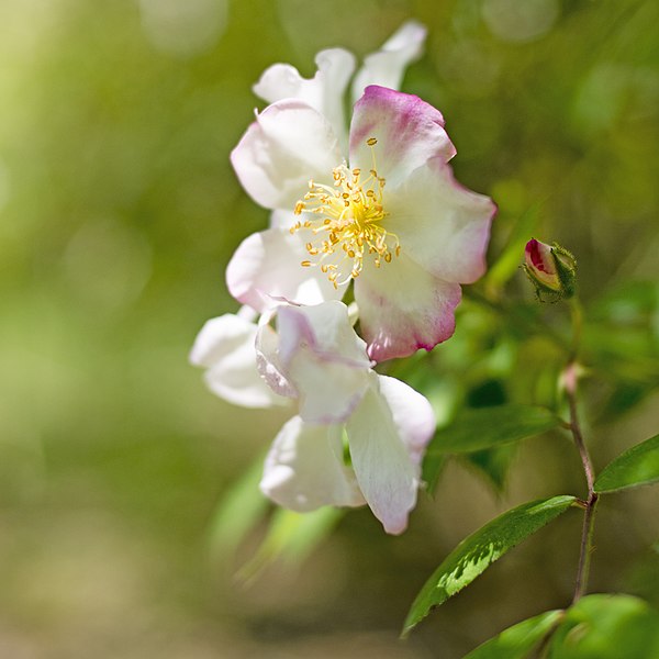 File:Rose, Rosa Luciae var. plena, バラ, ロサ ルキアエ プレナ, (17269229338).jpg