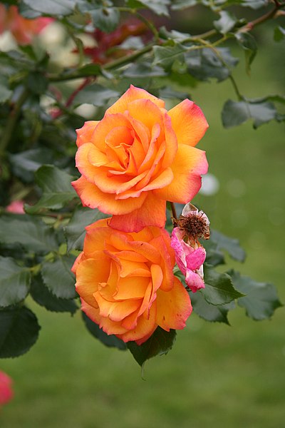 File:Rose Sahara 20070601 3.jpg