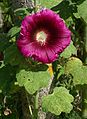 * Nomination Common hollylock (Alcea rosea), in a garden, France. --JLPC 23:09, 12 October 2012 (UTC) * Promotion Good quality. --Poco a poco 02:21, 13 October 2012 (UTC)