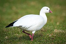 Ross's Goose (Chen rossii) (23321411711) .jpg